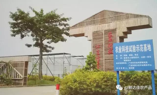 南沙農業生產水蜜桃一区二区在线观看