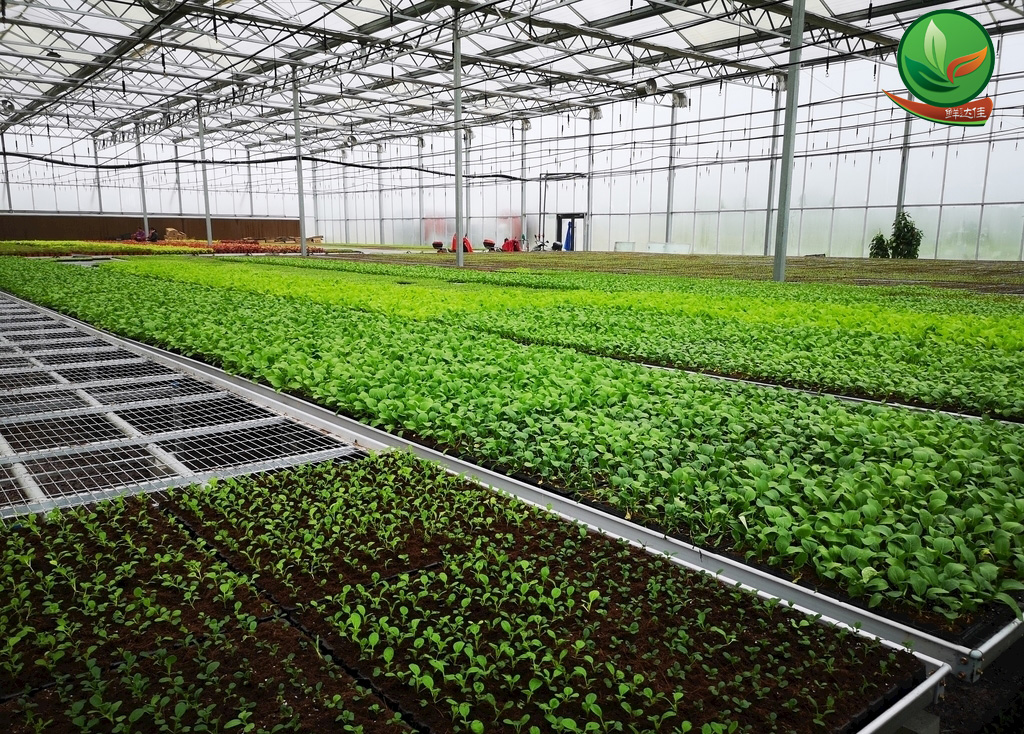 英德農業水蜜桃一区二区在线观看